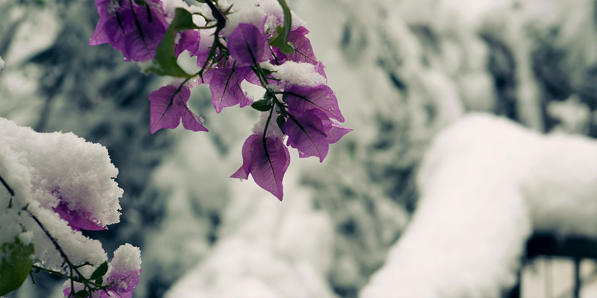 «Χιόνι λουλουδιών στον κήπο» – έξι παραδοσιακά ιαπωνικά γουάκα 